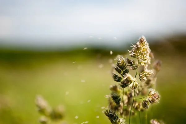 Allergies caused by dust can be prevented